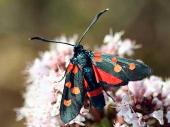 Zygaena ephialtes L. adulte - �Daniel Morel