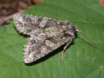 Dryobotodes eremita F. adulte - �Philippe Mothiron