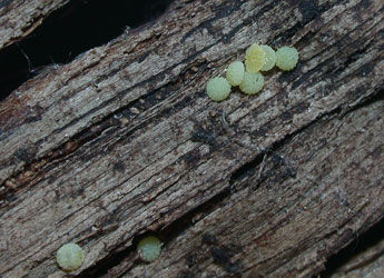  Oeuf de Dryobotodes eremita F. - �Philippe Mothiron