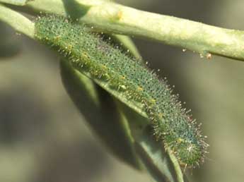  Chenille de Pieris ergane Gey. - �Tristan Lafranchis