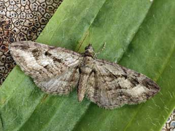Eupithecia ericeata Rbr adulte - �Daniel Morel
