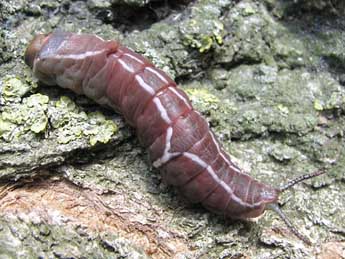  Chenille de Cerura erminea Esp. - �Beno�t M�ry