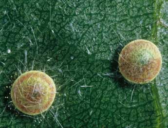 Cerura erminea Esp. adulte - �Philippe Mothiron