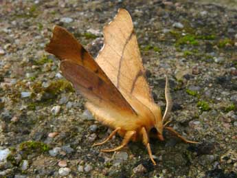 Ennomos erosaria D. & S. adulte - �Wouter Moerland