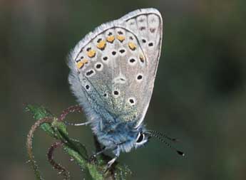 Polyommatus eros O. adulte - �Tristan Lafranchis