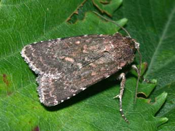 Paucgraphia erythrina H.-S. adulte - �Philippe Mothiron