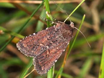 Paucgraphia erythrina H.-S. adulte - �Philippe Mothiron