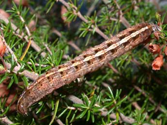  Chenille de Paucgraphia erythrina H.-S. - �Philippe Mothiron