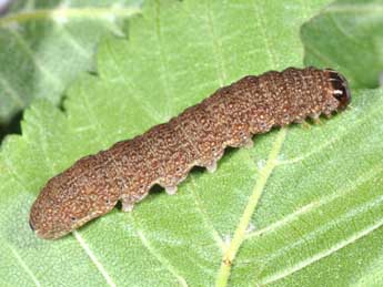  Chenille de Conistra erythrocephala D. & S. - �Philippe Mothiron
