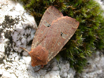 Conistra erythrocephala D. & S. adulte - �Philippe Mothiron