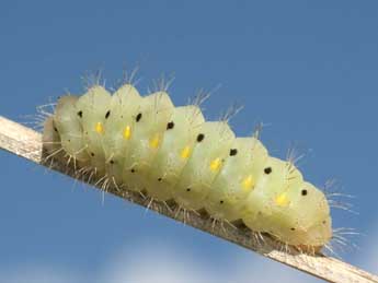  Chenille de Zygaena erythrus Hb. - �Daniel Morel