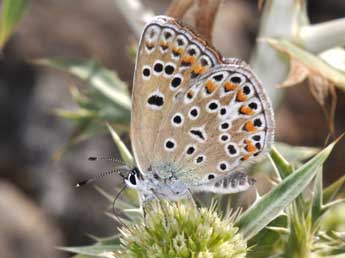 Polyommatus escheri Hb. adulte - �Philippe Mothiron