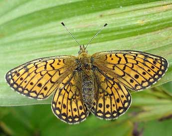 Boloria eunomia Esp. adulte - �Jean-Pierre Arnaud