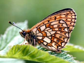 Boloria eunomia Esp. adulte - �Daniel Morel
