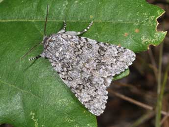 Acronicta euphorbiae D. & S. adulte - �Philippe Mothiron
