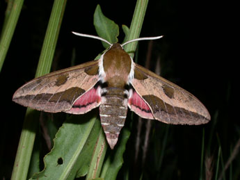 Hyles euphorbiae L. adulte - �Philippe Mothiron