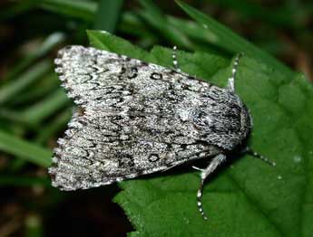Acronicta euphorbiae D. & S. adulte - �Philippe Mothiron