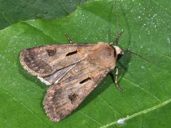 Agrotis exclamationis L. adulte - �Philippe Mothiron