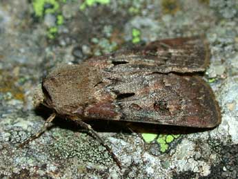 Agrotis exclamationis L. adulte - �Herv� Guyot