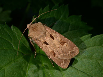 Agrotis exclamationis L. adulte - �Philippe Mothiron