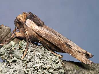 Xylena exsoleta L. adulte - �Lionel Taurand