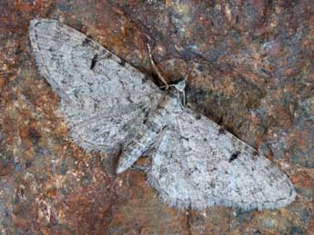 Eupithecia extraversaria H.-S. adulte - �Daniel Morel