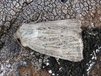 Photedes extrema Hb. adulte - �Daniel Morel