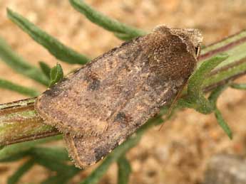 Cerastis faceta Tr. adulte - �Daniel Morel