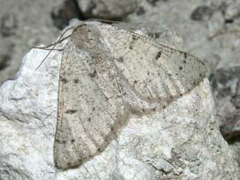 Dyscia fagaria Thnbg adulte - �Philippe Mothiron