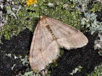 Operophtera fagata Scharfenbe adulte - �Philippe Mothiron