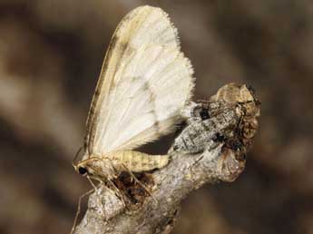 Operophtera fagata Scharfenbe adulte - �Daniel Morel