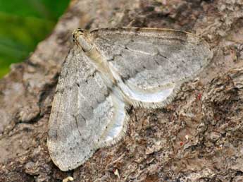 Operophtera fagata Scharfenbe adulte - �Daniel Morel