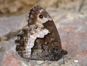 Hipparchia fagi Scop. adulte - �Philippe Mothiron