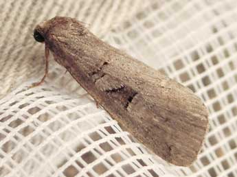 Stilbia faillae P�ng. adulte - �Jean-Pierre Lamoline