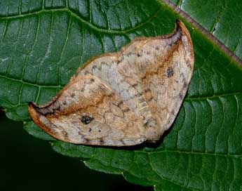 Drepana falcataria L. adulte - �Fran�ois Spill