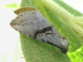 Zebeeba falsalis H.-S. adulte - �Alain Cama