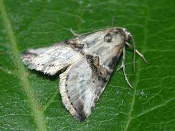 Zebeeba falsalis H.-S. adulte - �Philippe Mothiron