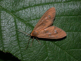 Dysauxes famula Frr adulte - �Philippe Mothiron