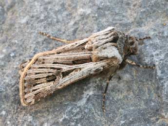 Agrotis mayrorum Ronk. & Huem. adulte - �Daniel Morel