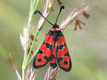 Zygaena fausta L. adulte - �Claire Hodd�