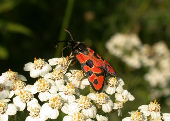 Zygaena hilaris O. adulte - �Philippe Mothiron