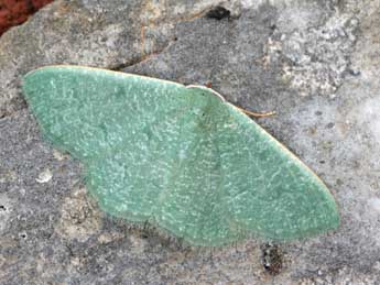 Phaiogramma faustinata Mill. adulte - �Daniel Morel