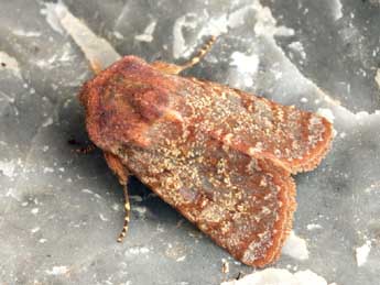 Metopoceras felicina Donz. adulte - �Daniel Morel