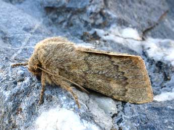 Dasypolia ferdinandi R�hl adulte - �Daniel Morel