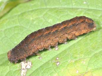  Chenille de Rusina ferruginea Esp. - �Philippe Mothiron