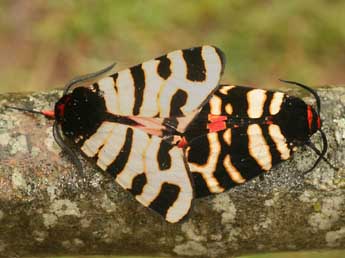 Arctia festiva Hfn. adulte - �Daniel Morel