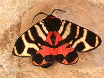 Arctia festiva Hfn. adulte - �Daniel Morel