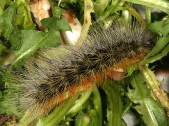  Chenille de Arctia festiva Hfn. - �Daniel Morel