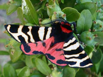 Arctia festiva Hfn. adulte - �Daniel Morel