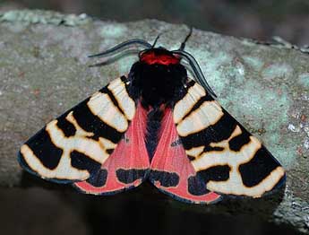 Arctia festiva Hfn. adulte - �David Demerges